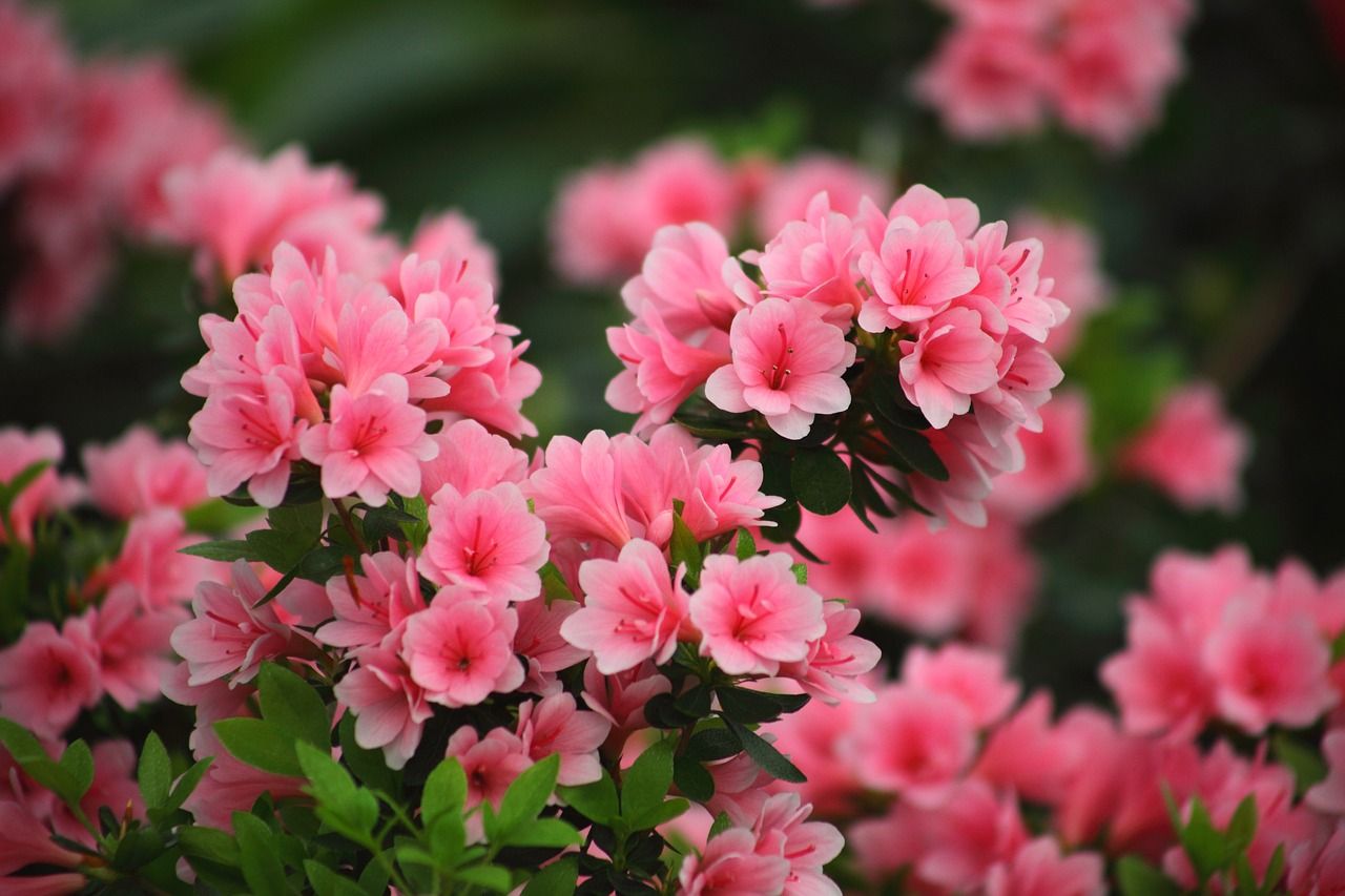 Bunte Azaleen: Prachtvolle Blütenstars für den Garten